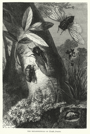 The Metamorphosis of Cicada fraxini (engraving)