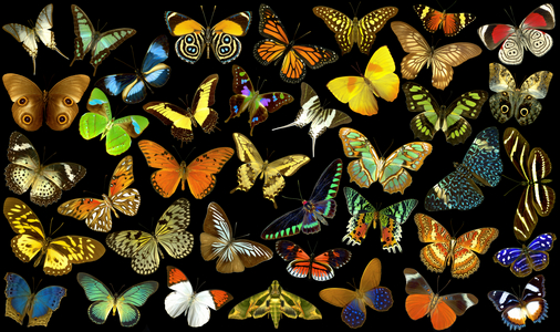 Mosaic if coloful butterflies (photo)