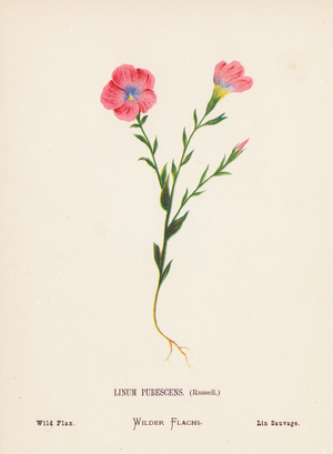 Wild Flowers of the Holy Land: Linum Pubescens, Russell; Wild Flax (coloured engraving)