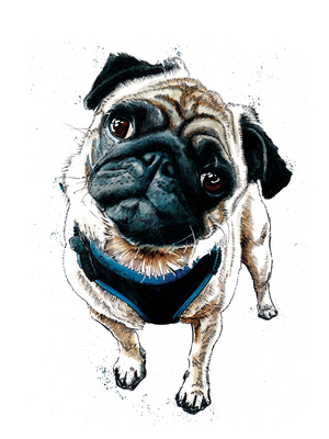 Teddy The Pug on White, 2019, (pen and ink)
