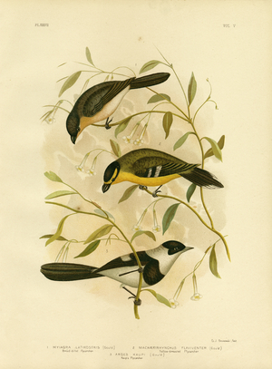 Broad-Billed Flycatcher, 1891 (colour litho)