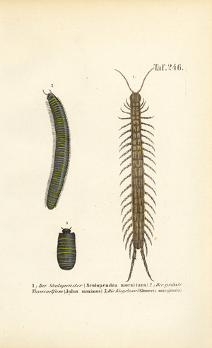 Centipedes, Millipedes and Pill Woodlice, 1850 (lithography)