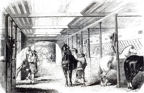 An engraving depicting dray horses in the stables at Barclay & Perkins Brewery, Southwark, 19th century