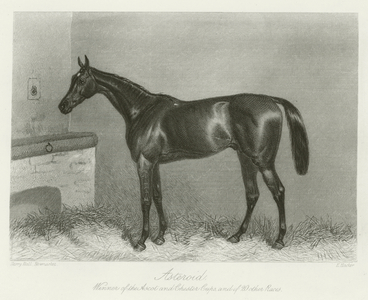 Asteroid, foaled 1858 (b/w photo)