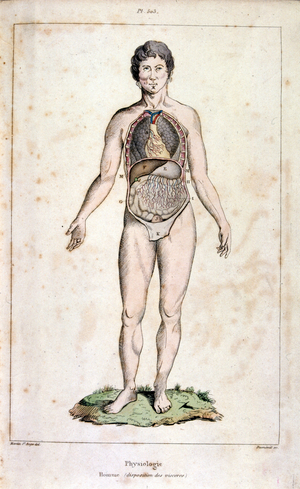 Anatomical illustration by F. E. Guérin. From Dictionnaire pittoresque d'histoire naturelle et des phénomènes de la nature-1833/1834