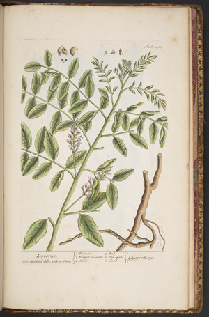Plate 494, from 'A Curious Herbal', 1737 (coloured engraving)
