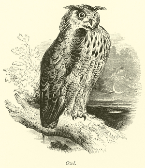 Owl (engraving)