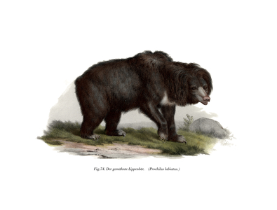 Common Indian Sloth Bear, 1860 (colour litho)