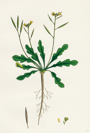 Brassica Viminea Small Sand Rocket