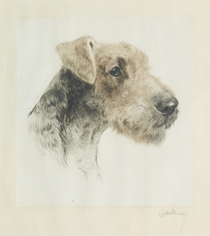 An Airedale Terrier (etching)