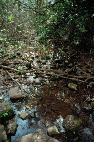 The Dan river, Nature Reserve, Dan, Israel (photo)