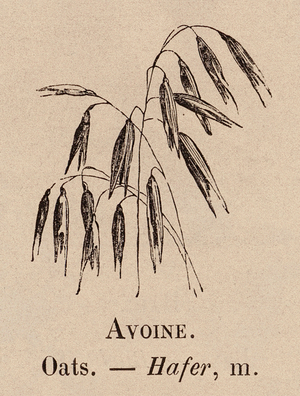 Le Vocabulaire Illustre: Avoine; Oats; Hafer (engraving)