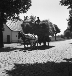 Hay cart in the countryside, Germany 1930s (b/w photo)
