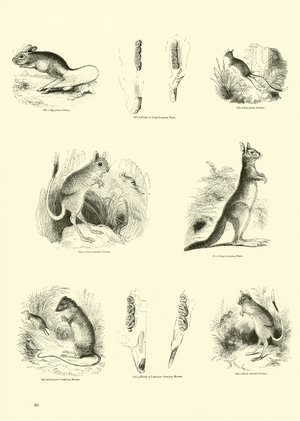 Page from The Pictorial Museum of Animated Nature (engraving)