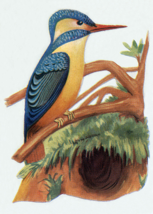 Kingfisher, illustration, 1963