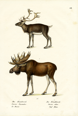 Caribou, 1824 (colour litho)