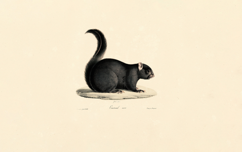 Black Squirrel, 1824 (hand-coloured litho)