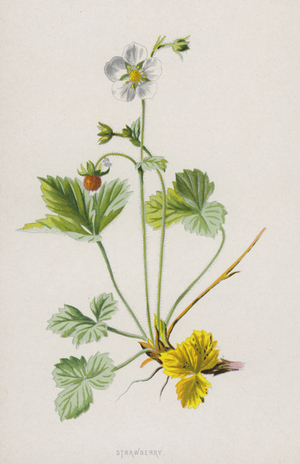 Strawberry (chromolitho)
