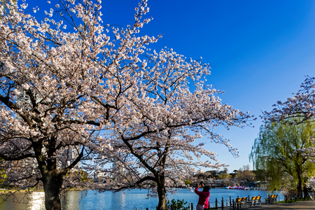Japan, Honshu, Tokyo, Ueno, Ueno Park, Shinobazu Pond and Cherry Blossom (photo)