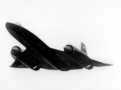 The black bird