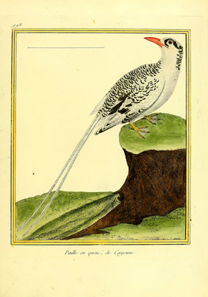 Cayenne Tropicbird (print)
