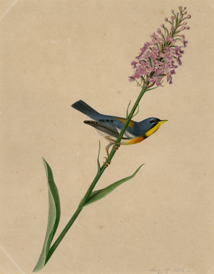 Yellow Back Warbler, 1842 (w/c on paper)