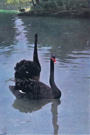 Black Swan, illustration from'Wildlife of the World', c.1910 (colour litho)
