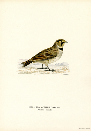 Shore Lark (colour litho)