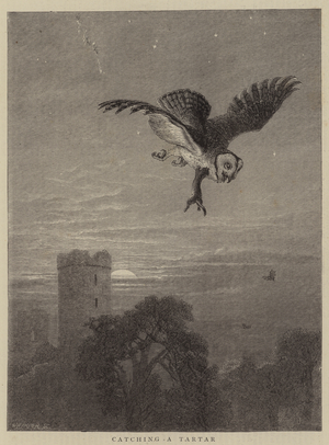 Wild Animal Life, catching a Tartar (engraving)