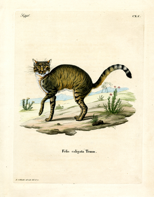 African Wildcat (coloured engraving)