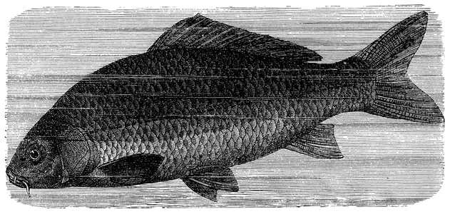 Carp