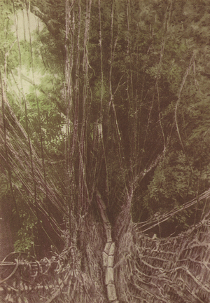 A jungle suspension bridge (coloured photo)