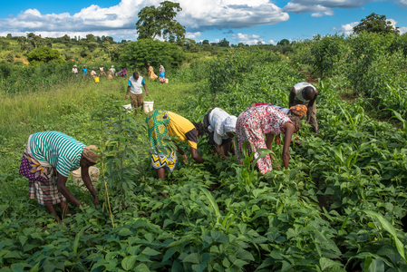 Bean harvest in Machakos, Kenya (photo)