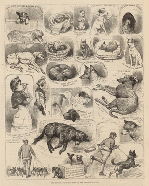 The Kennel Club Dog Show at the Crystal Palace (engraving)