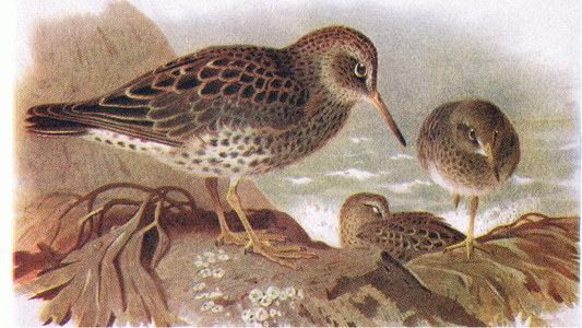 Purple Sandpiper, from Birds of the British Isles and Their Eggs published by Frederick Warne & Co Ltd, 1958 (colour litho)