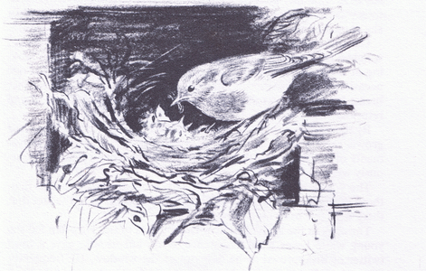 Robin and nest, from Wanderers of the Field pub.by Routledge and Kegan Paul, 1959 (litho)