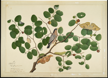Brahminy Starling with Two Antheraea Moths, Caterpillar, and Cocoon on Indian Jujube Tree, folio from a Series Commissioned by Lady Impey, 1777 (opaque colours & ink on paper)