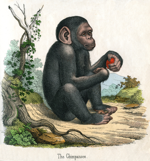 Antique Print of a Chimpanzee, 1859 (coloured engraving)