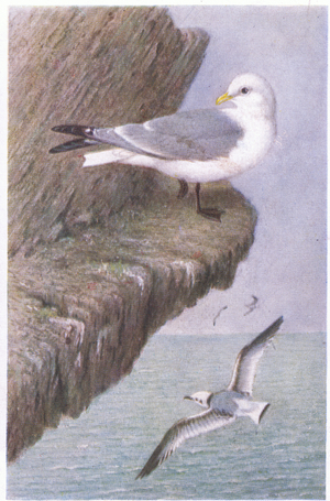 Kittiwake, Postcards,1930's (colour litho)