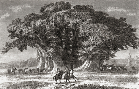 The Hundred-Horse Chestnut , 1882