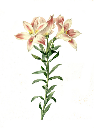 Peruvian lily (Alstroemeria) of the species Perulilie, Peru lily pelegrina