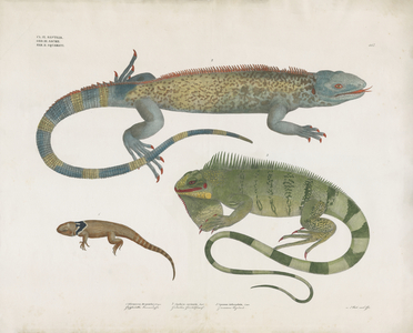 Scaled Lizards from Various Habitats (hand-coloured litho)