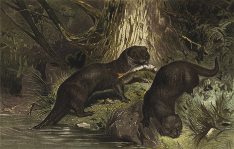 Fischotter (chromolitho)
