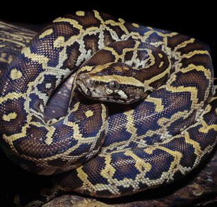 Burmese python (photo)