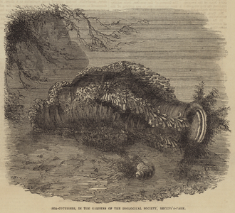 Sea-Cucumber, in the Gardens of the Zoological Society, Regent's-Park (engraving)