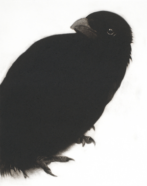 My Heart a Wounded Crow, 2013 (mezzotint engraving)