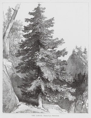 The Larch (litho)