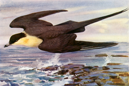 Longtailed-skua (colour litho)