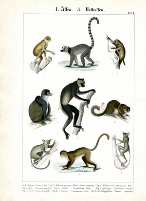 Prosimians and Lemurs, 1851 (Lithography)
