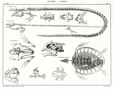 Reptile Skeletons and Skulls (print)